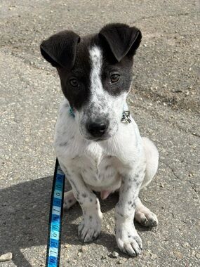 Bundle for smila_smeralda